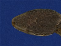 擬龜殼花藏品圖，第9張